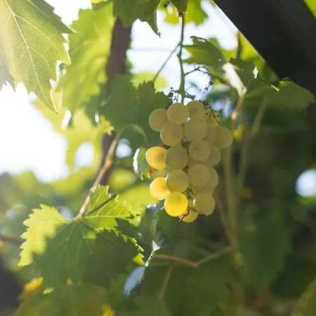 Villa Kuca Dumar Malinska